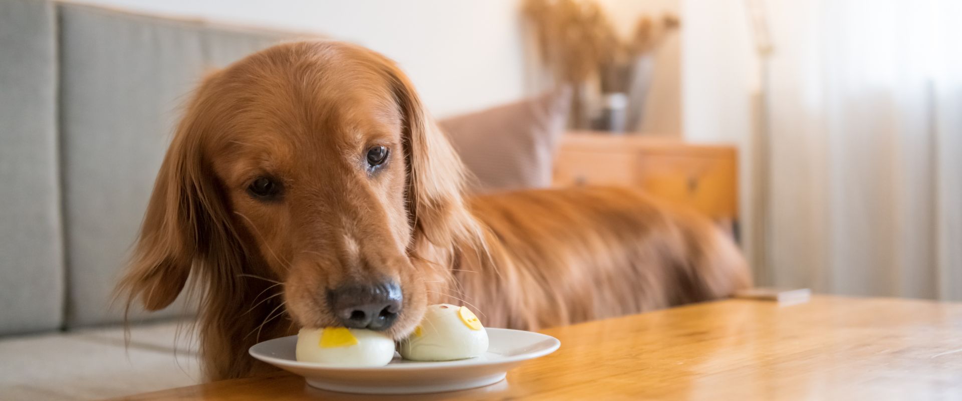 Wheat bread outlet ok for dogs